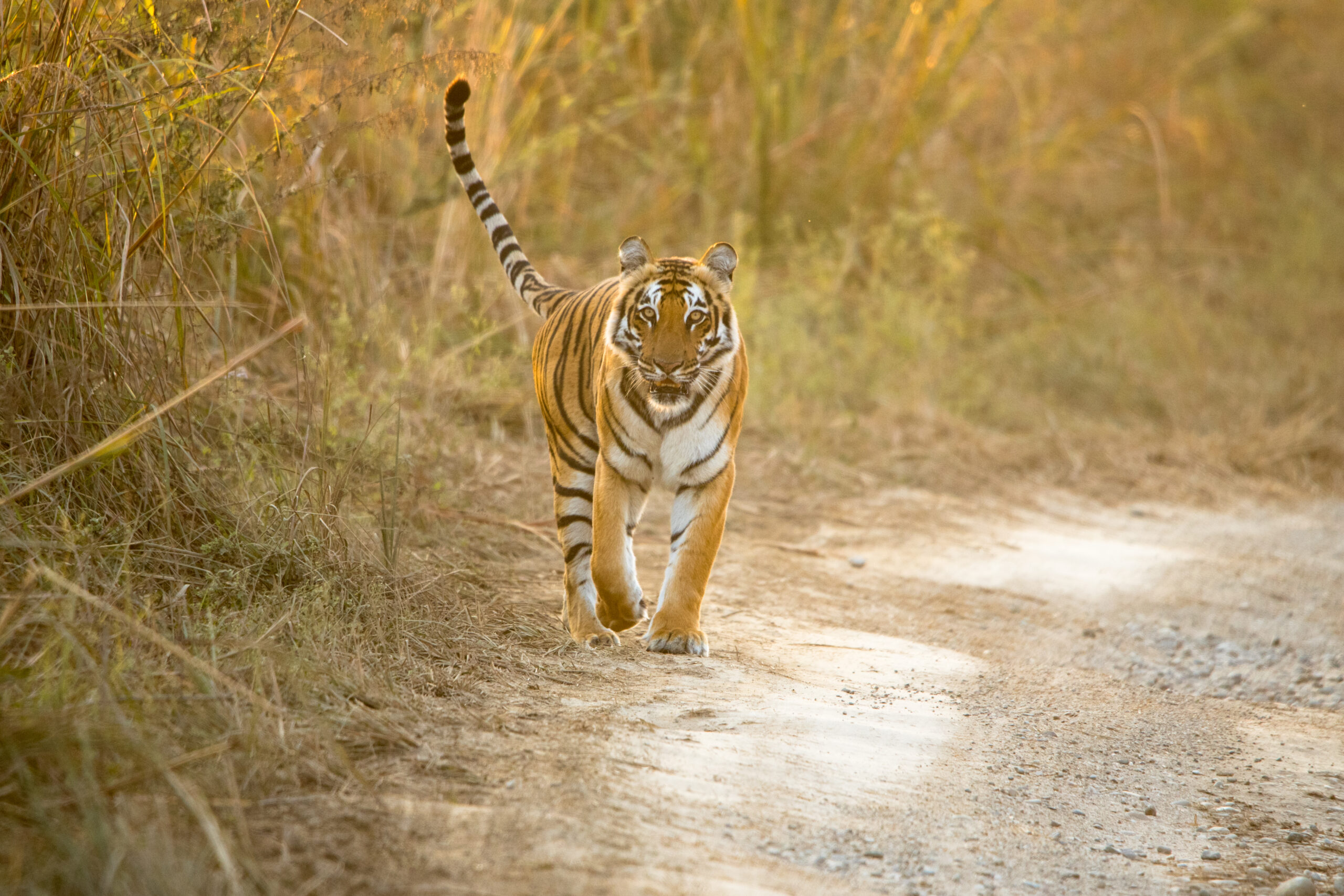 royal bengal tiger 2021 08 29 16 25 23 utc scaled Australian Scientists Hope To ‘De-Extinct’ Tasmanian Tiger In Next 10 Years