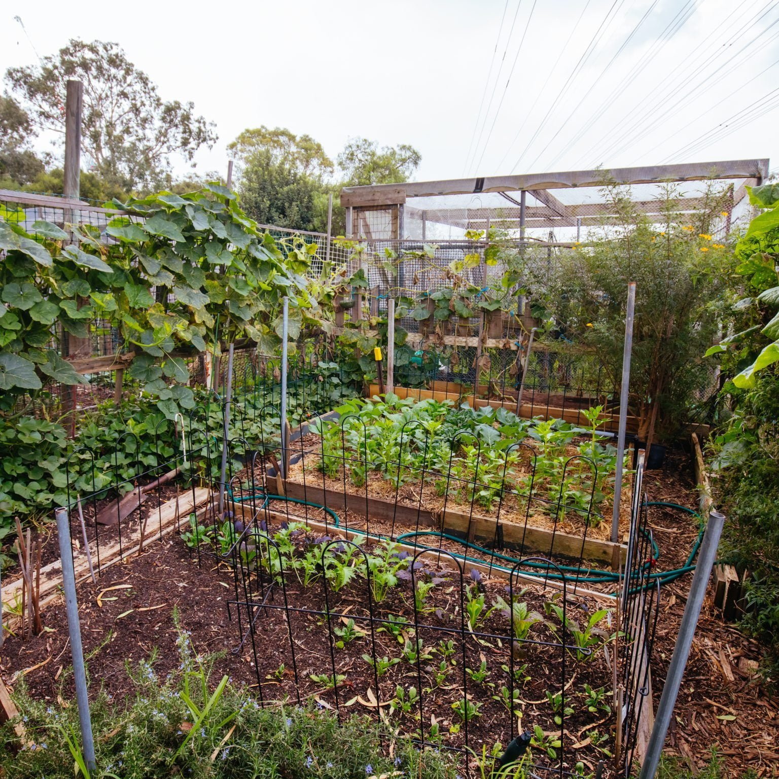 urban garden plot in australia 2021 09 03 04 15 45 utc Philippines: Urban gardening eyed to boost agri-tourism, food sufficiency