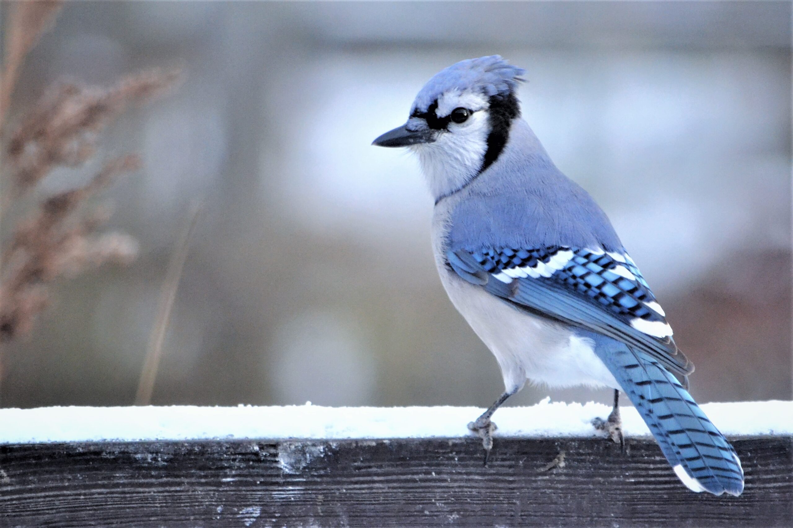beautiful blue blue jay in nature 2021 10 22 14 39 34 utc scaled Don't be jealous, but this couple has a blue jay friend named Henry