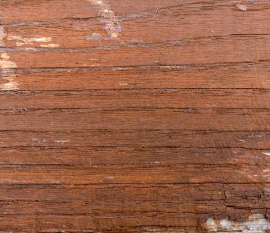 natural oak texture with beautiful wooden grain w 2021 11 03 06 05 18 utc Hemp is the New Oak: America’s First Hemp “Wood” Factory is Being Built