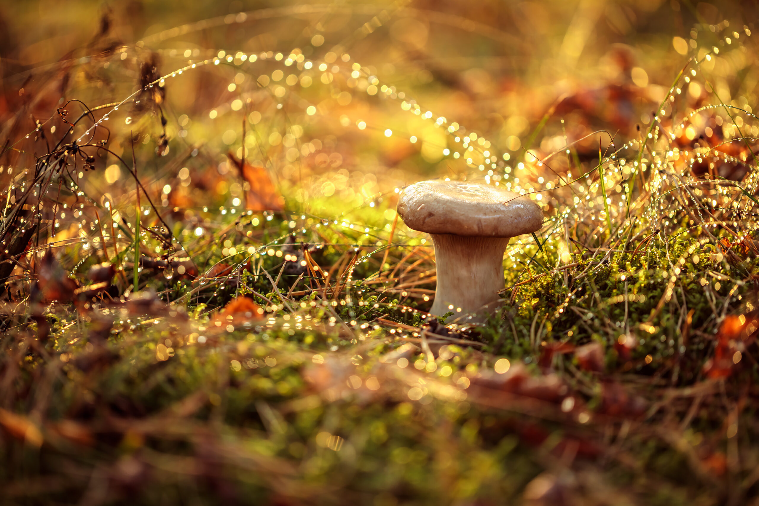 mushroom boletus in a sunny forest in the rain 2022 02 02 03 48 24 utc scaled Mushroom-Based Pesticide Could Make Chemical Pesticides Obsolete
