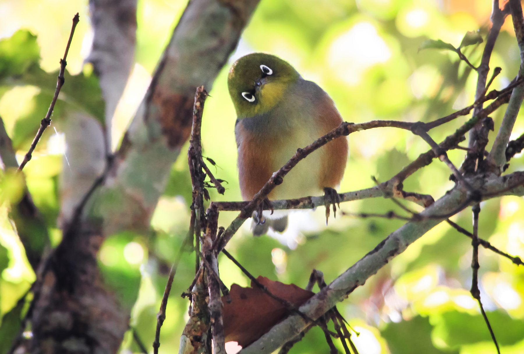 silvereye bird perched in new zealand S5ZB3W9 The Rights of Nature - Top 5 Happy Eco News 2020-05-18