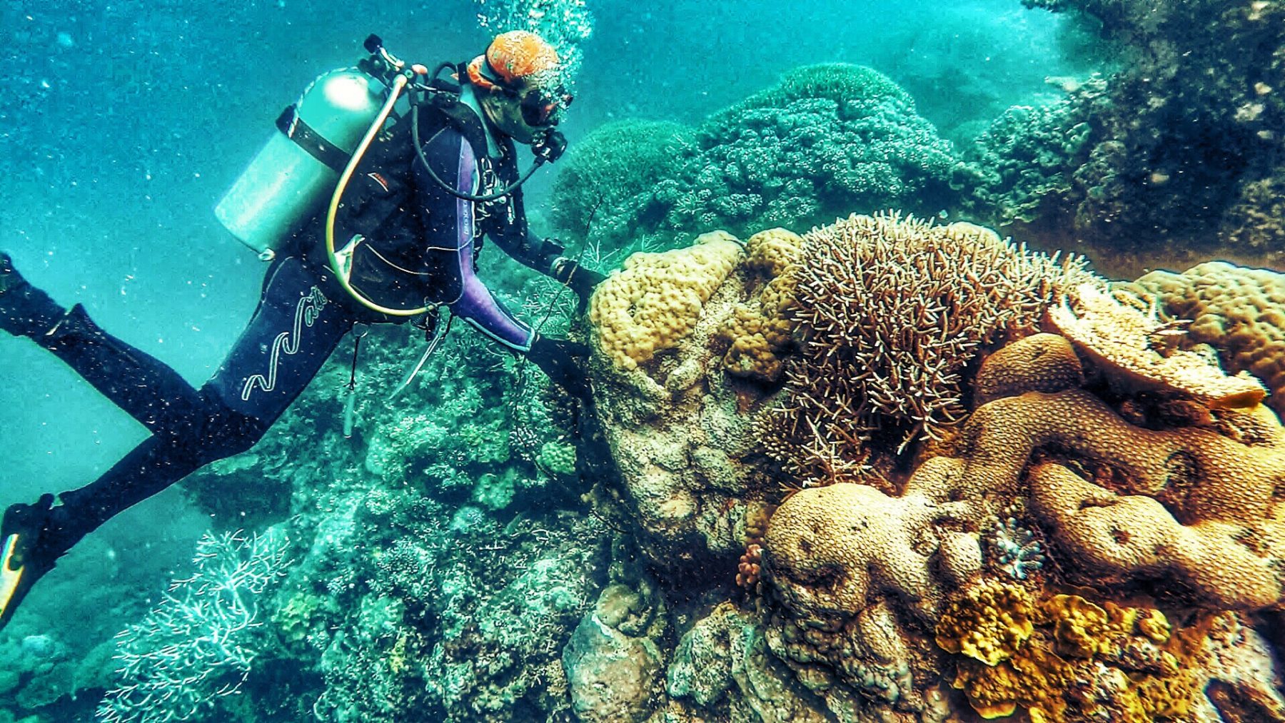 coral reef @ mis momentos via Twenty20 A Rising Tide - Top 5 Happy Eco News - 2020-06-08