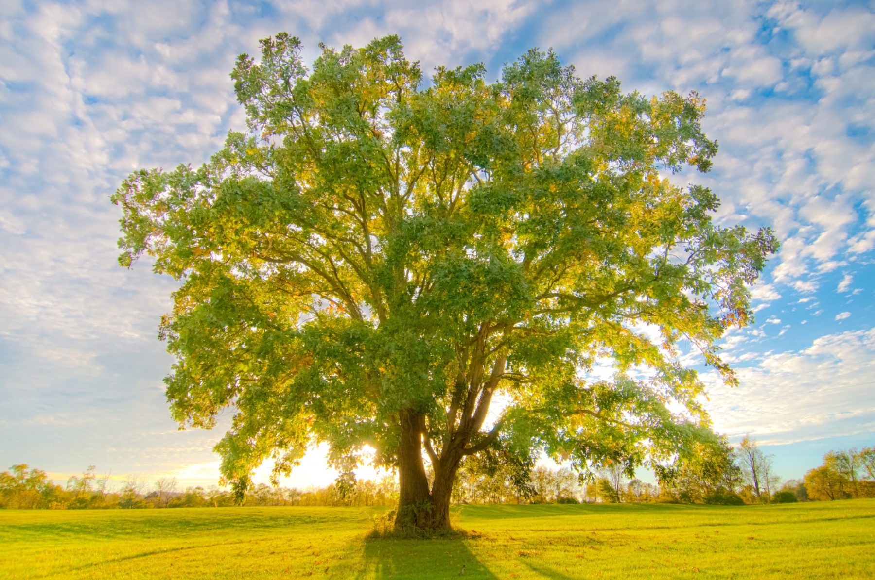 oak tree @parisbracken via Twenty20 A Rising Tide - Top 5 Happy Eco News - 2020-06-08