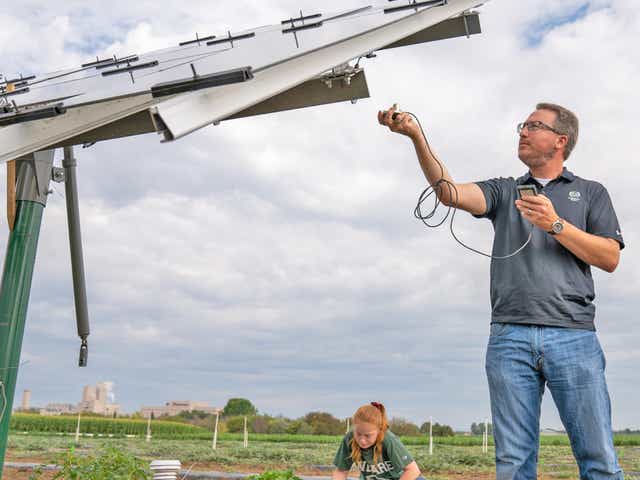 Growing specialty crops under solar panels shows promise