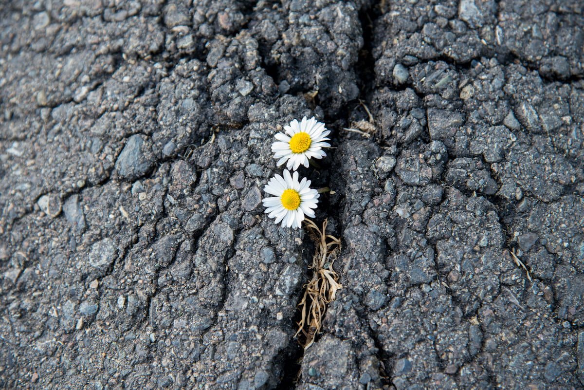 life finds a way tiny flowers breaking through asphalt to @RLTheis via Twenty20 Year-end Message for 2020