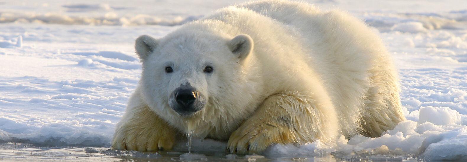 Polar bears get a big win as court dismisses Arctic oil drilling project