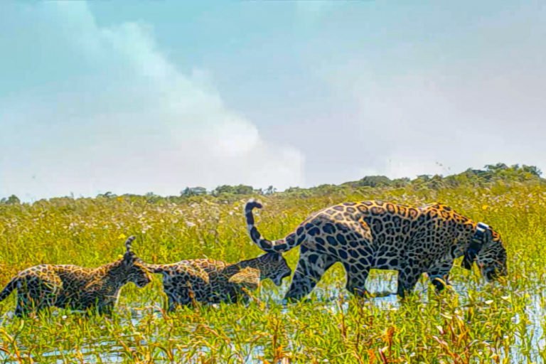 Big cat comeback: Jaguars prowl Argentina’s Iberá Wetlands after 70 years