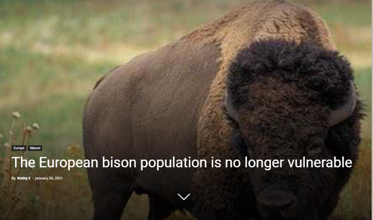 bison European Bison Rebound, Carbon-Neutral Jet Fuel - Top 5 Happy Eco News – 2021-02-01