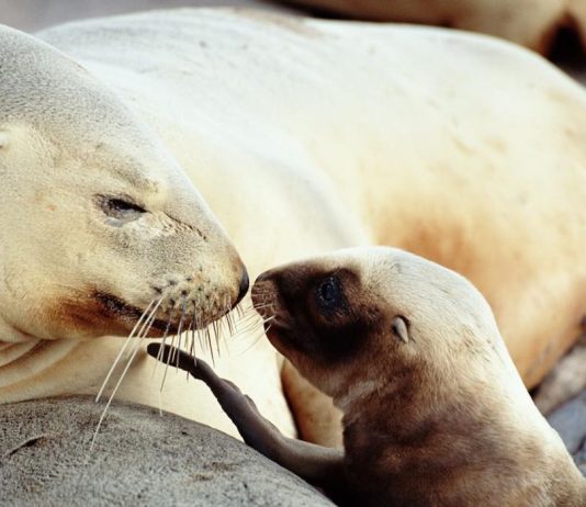 New Zealand City Closes Popular Road to Protect Mother and Baby Sea Lion