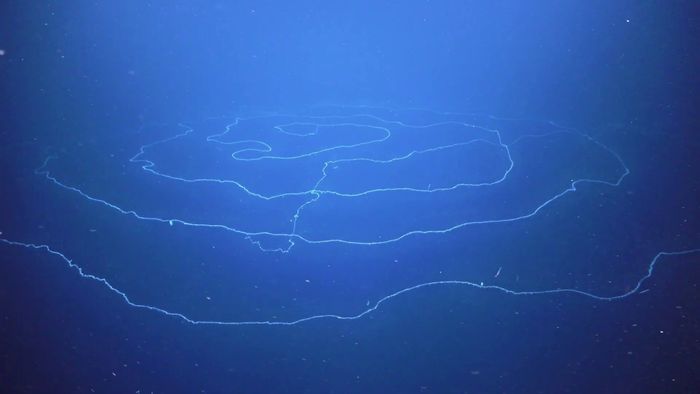 World’s ‘Longest Animal’ Discovered in Australia’s Deep Ocean