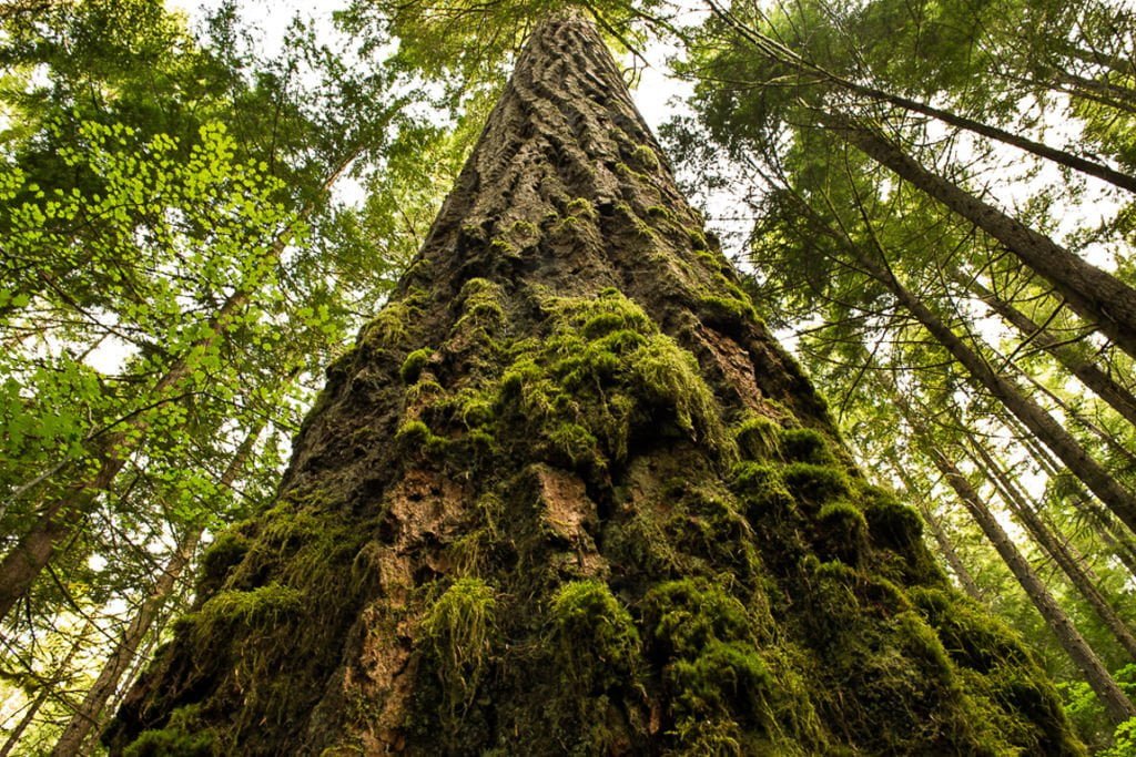 The secret power of old growth