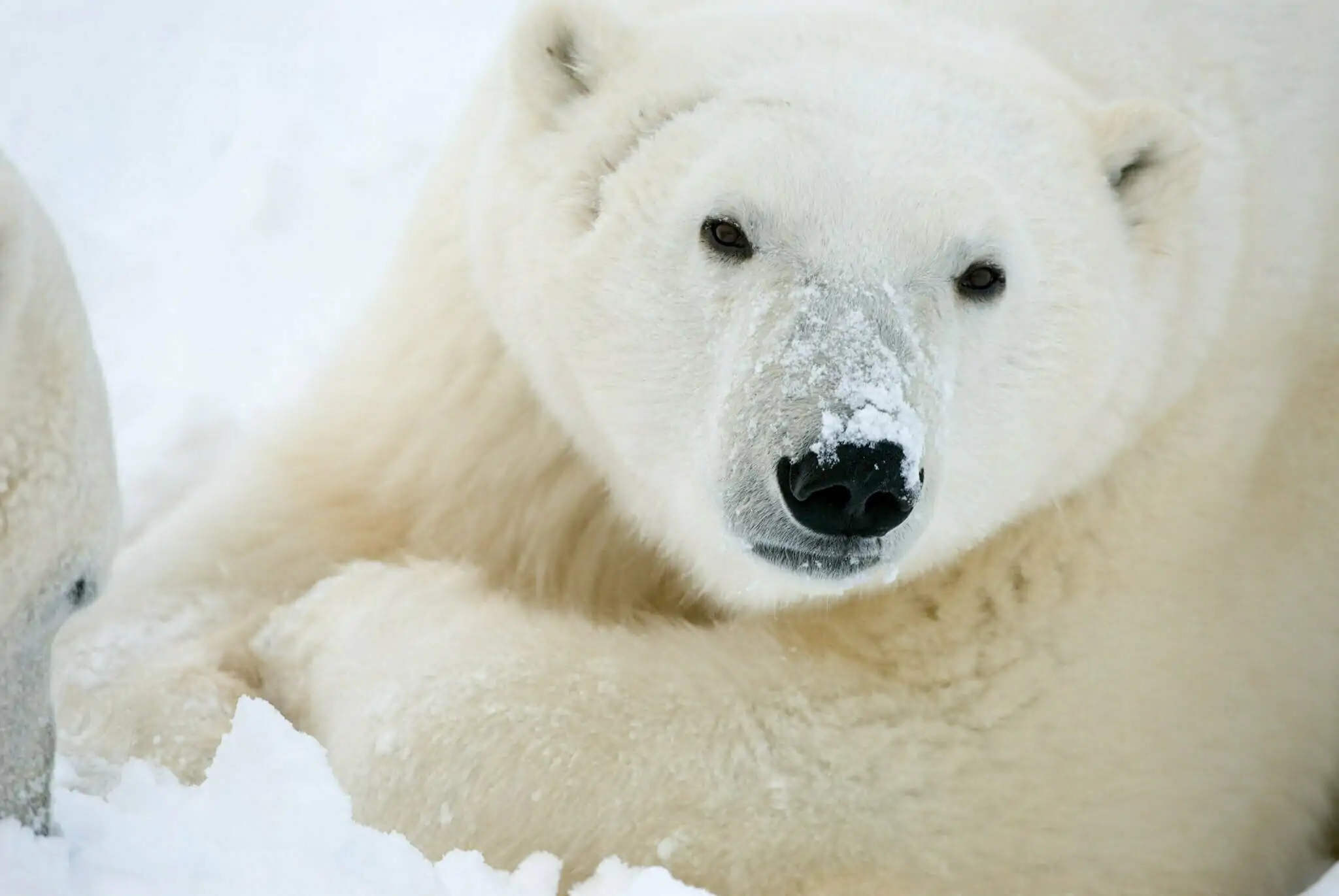 Top Mom and Cub Facts  Polar Bears International