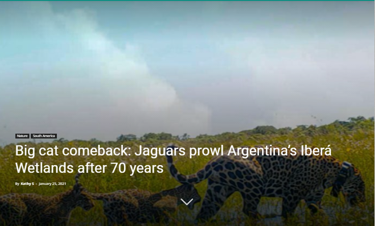 Big cat comeback Jaguars prowl Argentinas Ibera Wetlands after 70 years Big Cat Comeback, World's First Home Hydrogen Battery - Top 5 Happy Eco News – 2021-02-08