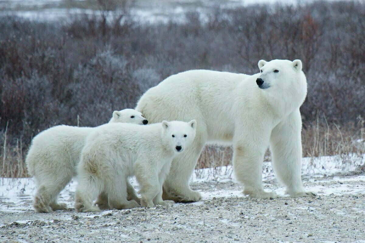 Kt Miller 7875 Polar Bears, a Beacon of Hope