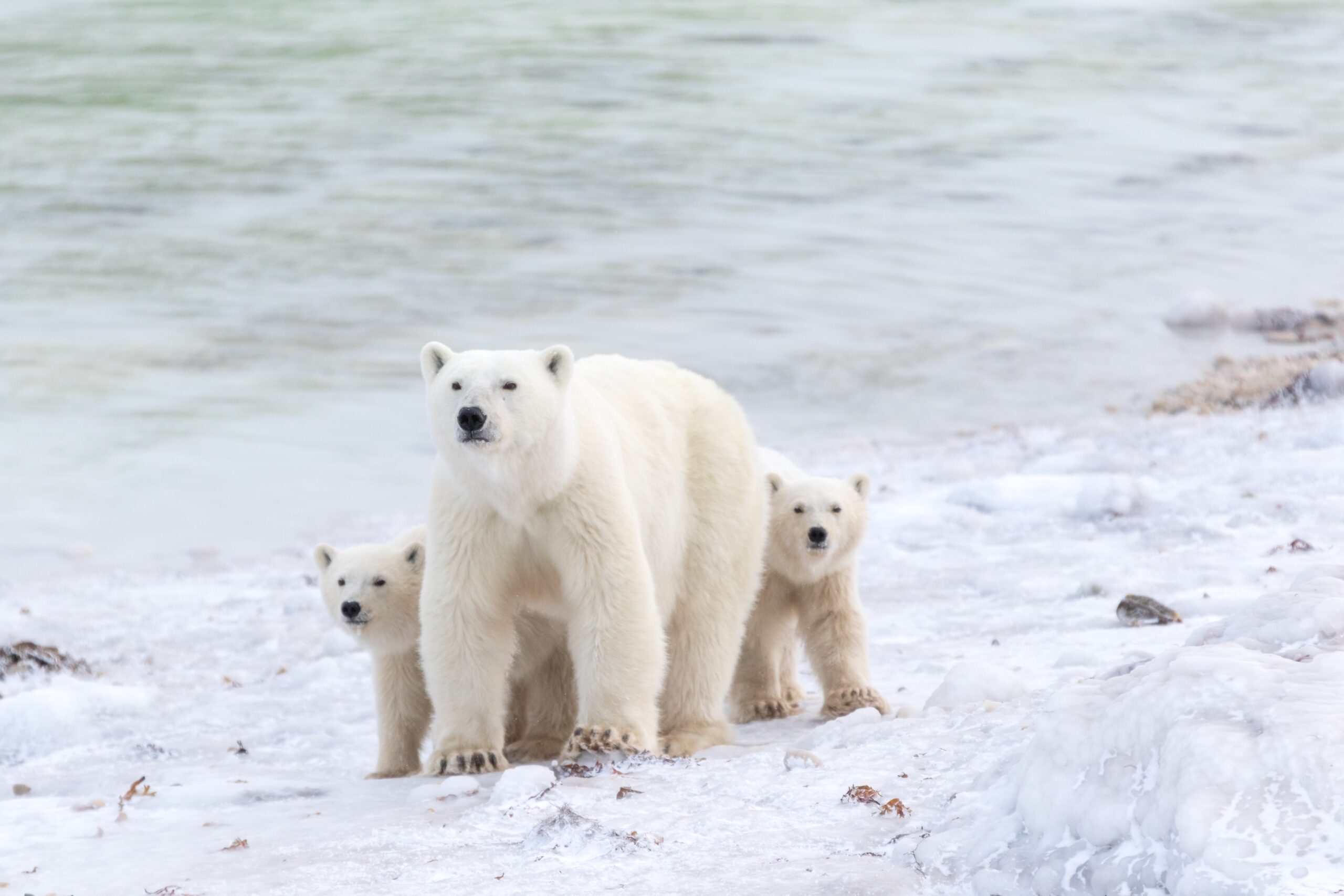 Simon Gee 7620 1 scaled Polar Bears, a Beacon of Hope