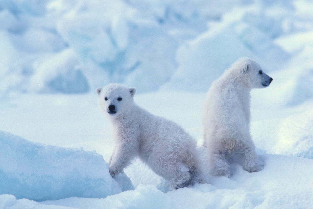 Steven C Amstrup 000103 Polar Bears, a Beacon of Hope