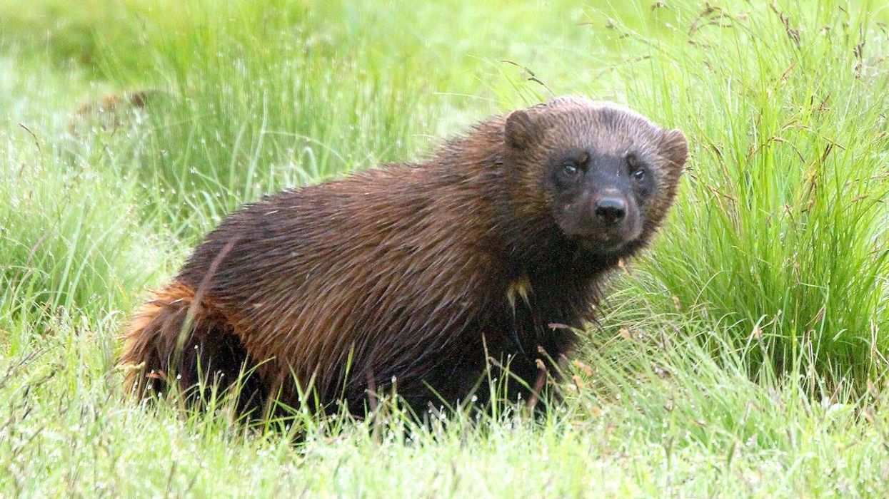 Wolverine Caught on Yellowstone Trail Cam for First Time
