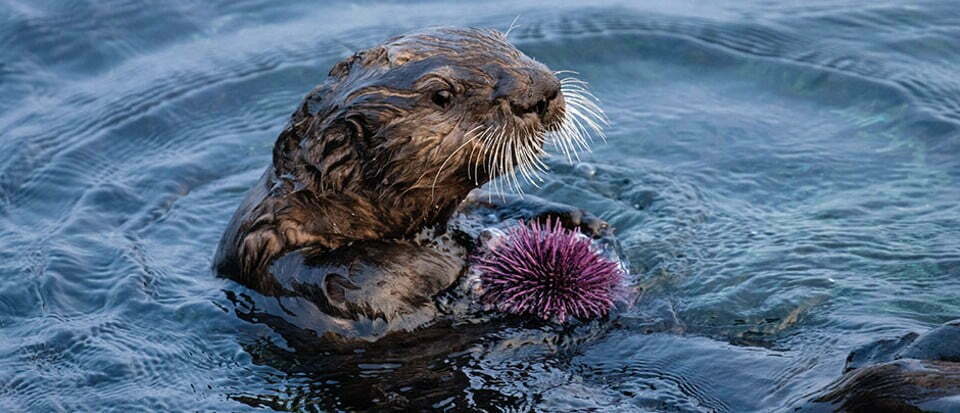 Green-pawed sea otters are saving California’s kelp forests