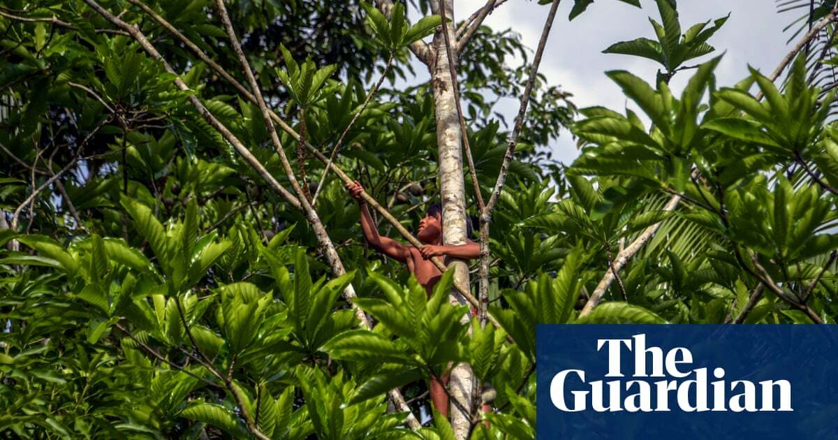 Indigenous peoples by far the best guardians of forests – UN report