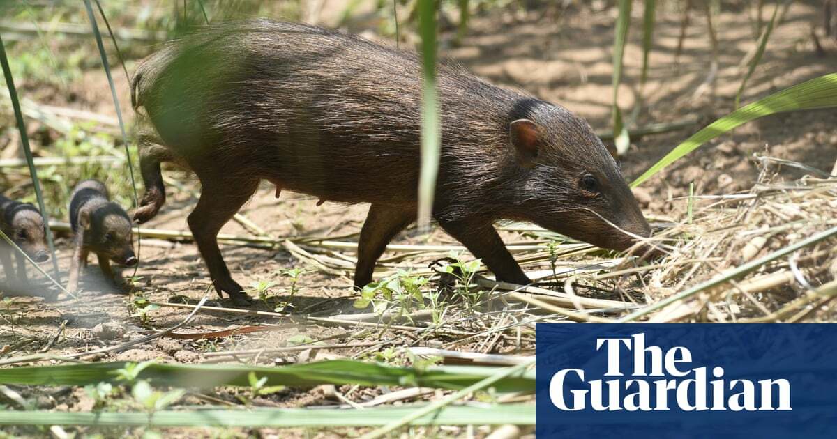 Pig in clover: how the world's smallest wild hog was saved from extinction