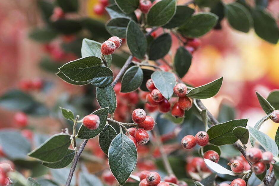 Cotoneaster franchetii 16x9 1 Scientists say this 'super plant' could help soak up pollution on busy roads