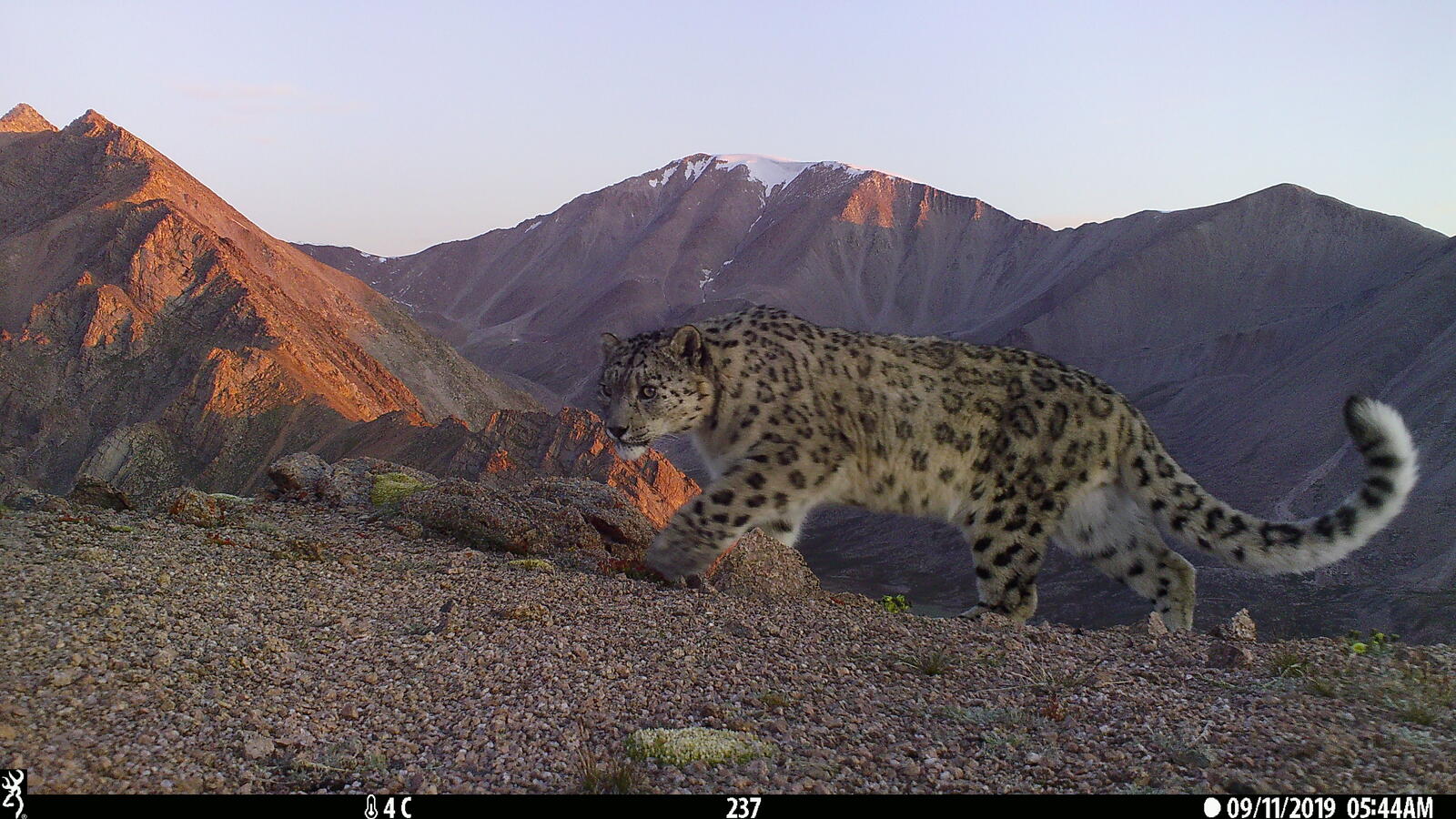 Exciting new survey shows stable snow leopard population in Mongolia