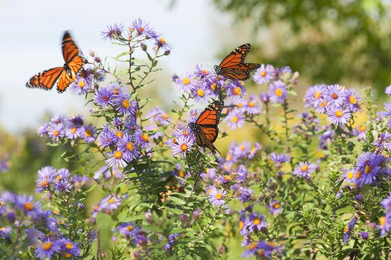 30 Unique Plants That Attract Butterflies