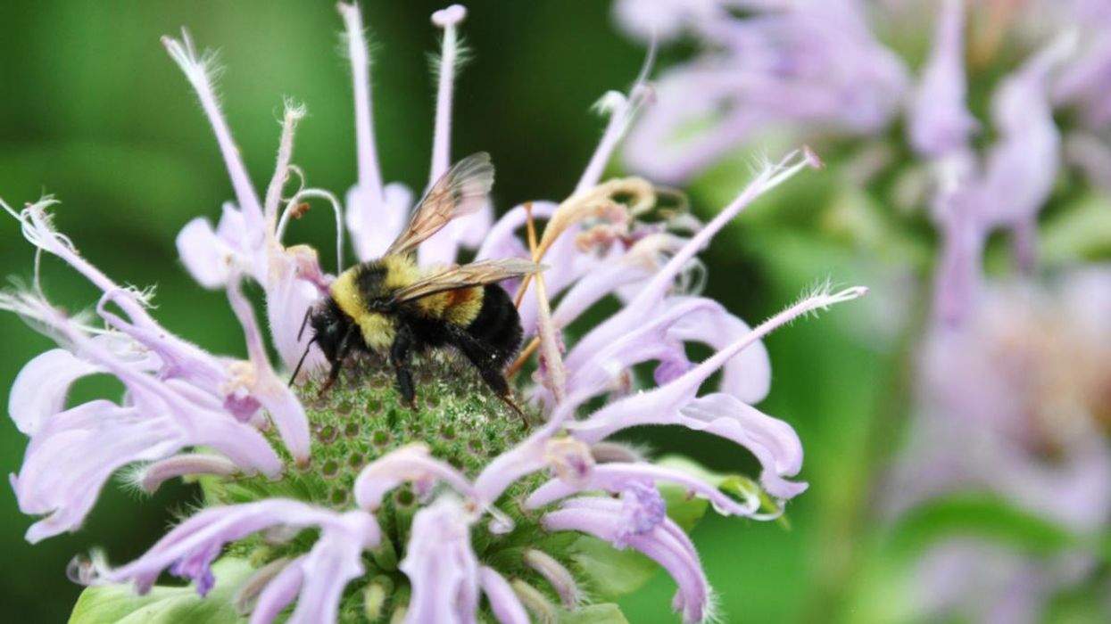 Chicago, a 'Sweet Home' for an Endangered Bee?