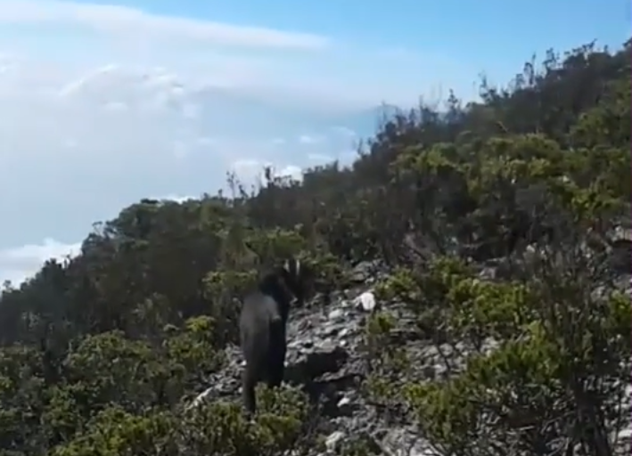 In Sumatra, a vulnerable, ‘mythical’ wild goat lives an unknown life
