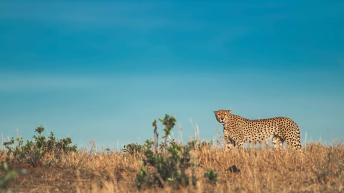 Cheetahs May Return To India After Over 70 Years