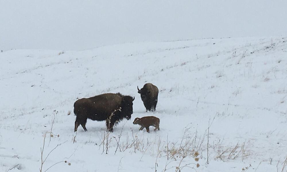 Hopeful beginnings: First bison calves born on Wolakota Buffalo Range