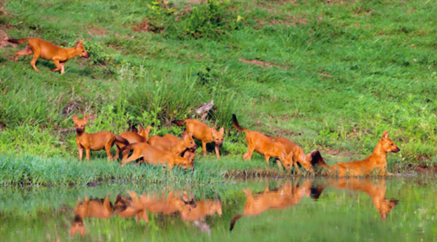 Picture3 Wayanad sanctuary a haven for Asiatic wild dog