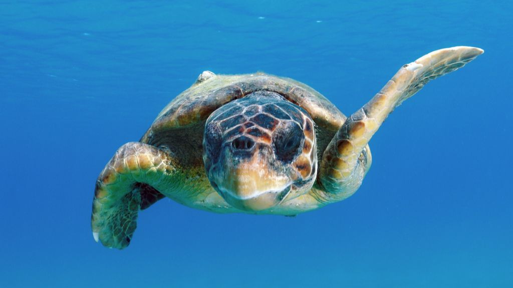 Turtles complete seemingly impossible journey thanks to a hidden 'corridor' through the Pacific