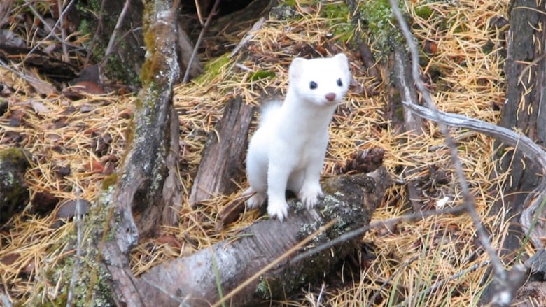Scientists discover hybrid ermine species isolated in Haida Gwaii for 300,000 years