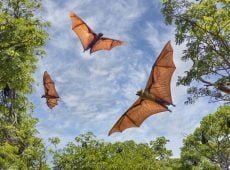 Role of Bats in Our Ecosystems: There 3 Main Benefits
