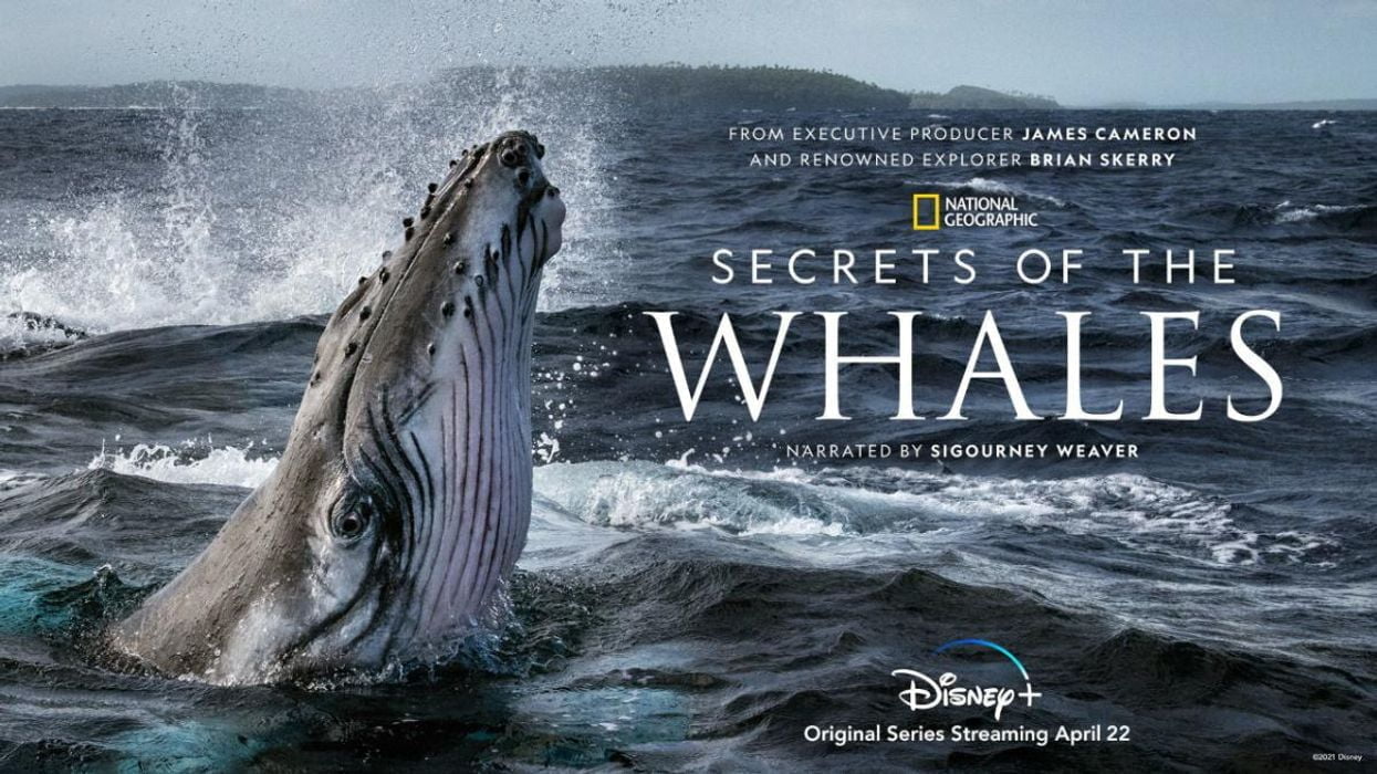 National Geographic Earth Day Series Provides a Rare Glimpse Into Whale Culture