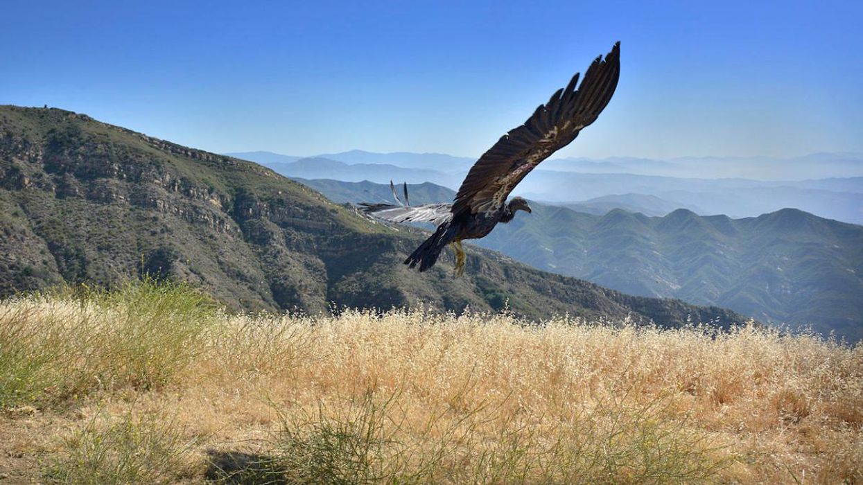 Indigenous Tribe Leads Efforts to Reintroduce Condors to Pacific Northwest