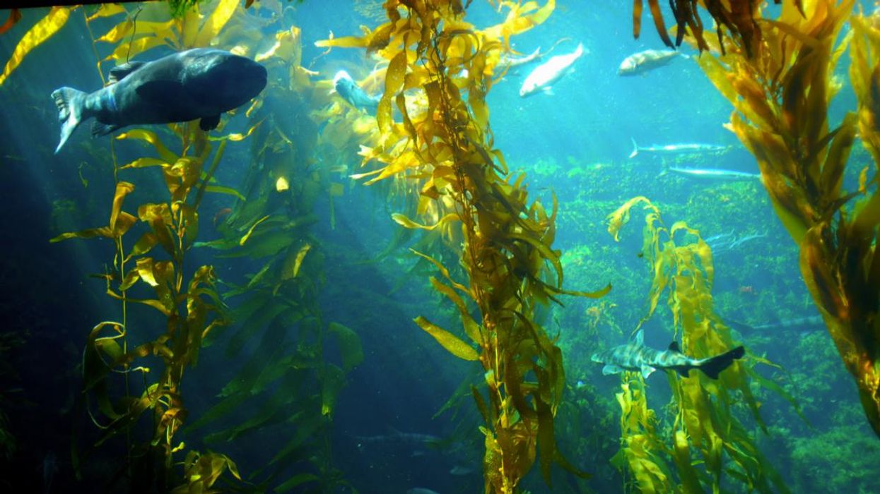 Move Over, Corn and Soybeans: Giant Sea Kelp Could Be the Next Biofuel Source
