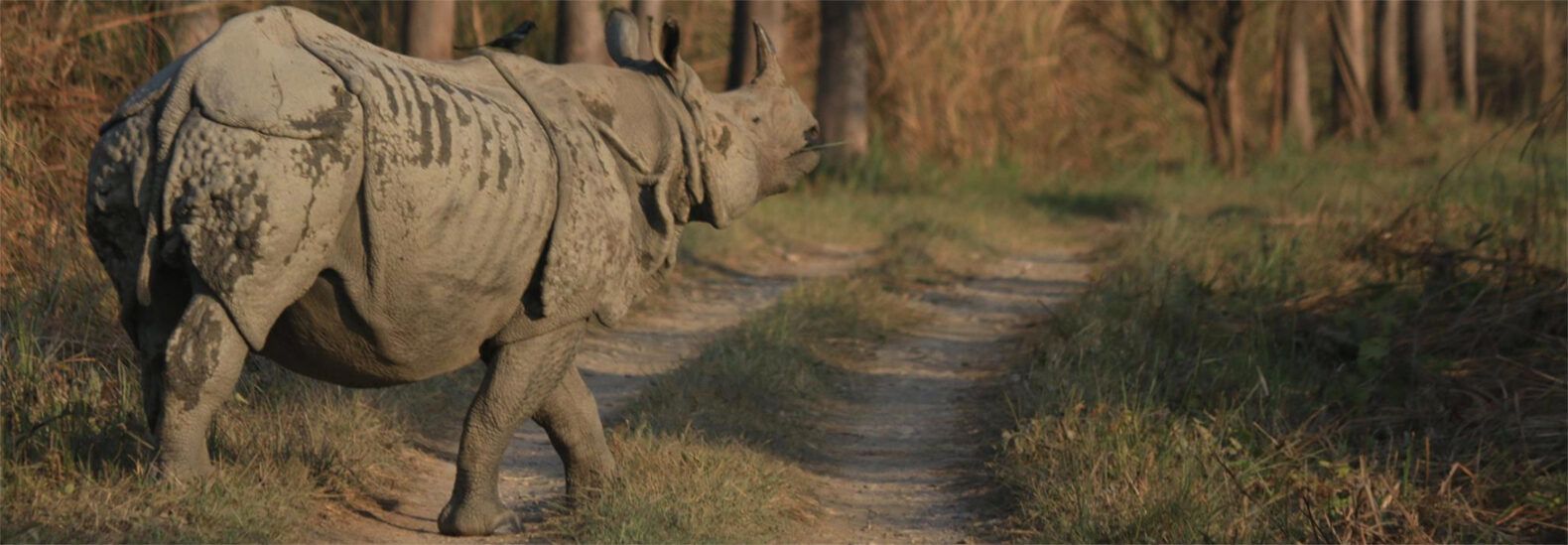 Nepal’s rhino population is on the rise