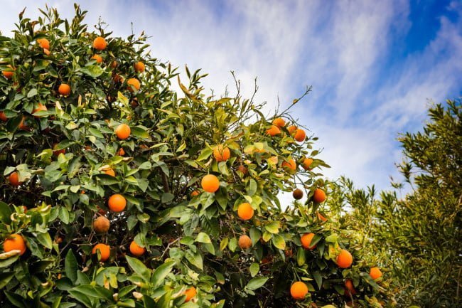 How Plant 'Vaccines' Could Save Us From a World Without Fruit