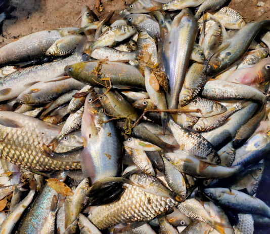 impact of overfishing one The Impact of OverFishing