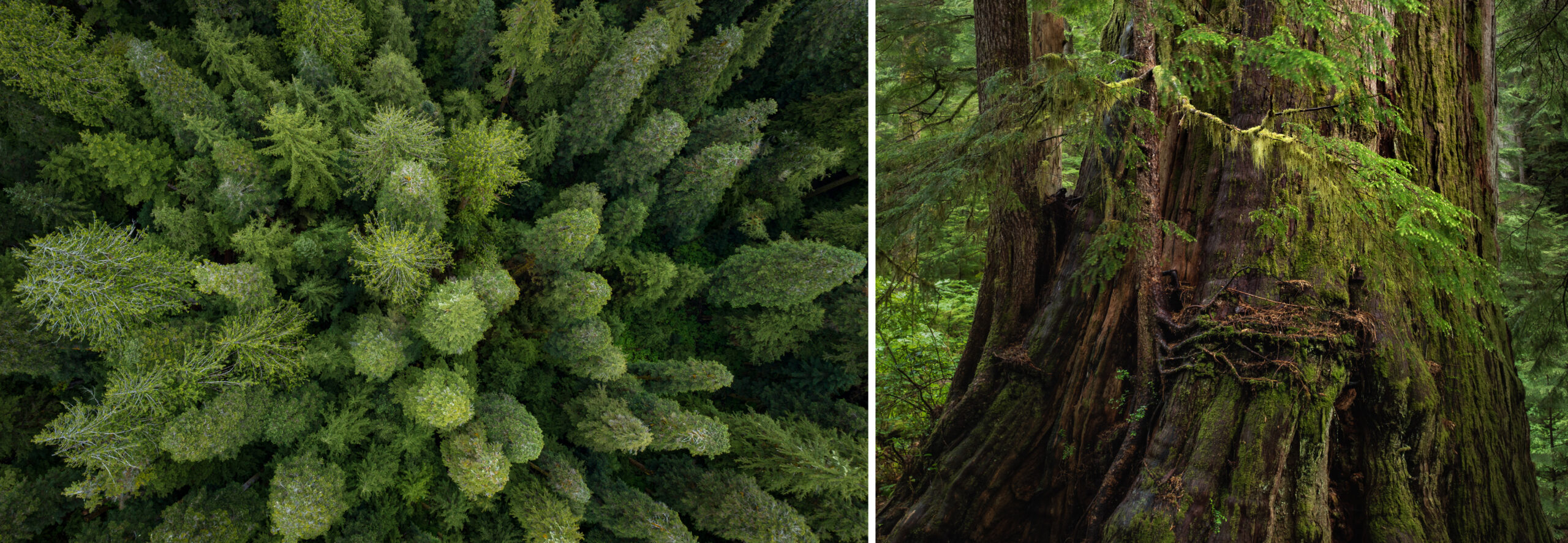 oldgrowth scaled Preserving the Wild Future of British Columbia