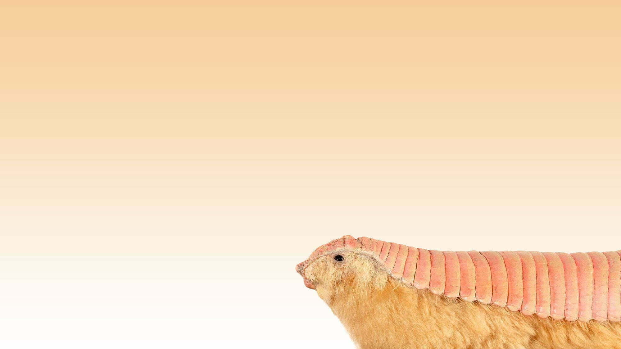 Have You Ever Seen the Adorable Pink Fairy Armadillo? No? It’s… Amazing.