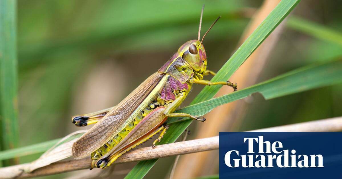 Grasshopper bred in captivity returns to East Anglia marshes
