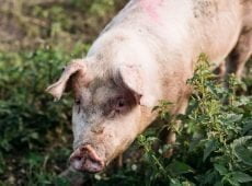 Mother Pig Rescued With Piglets After Fleeing Farm, Giving Birth In Woods