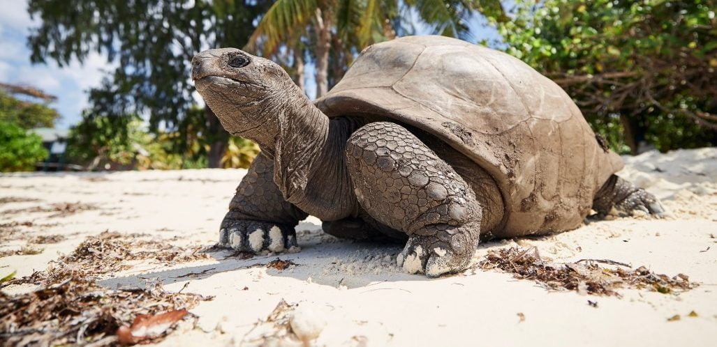 animal nature wildlife turtle tropical beautiful giant crawling tortoise seychelles t20 9eQWPy e1665759900108 Giant Tortoises on Galápagos Island Aren’t What They Appear to Be