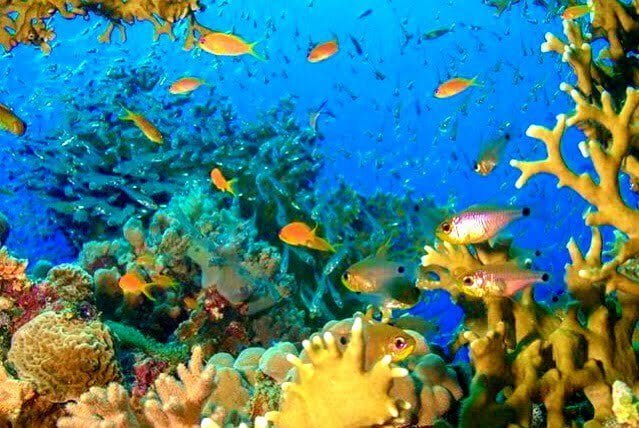 coral fish underwater beauty t20 JazewO Scientists Develop AI That Can Listen to the Pulse of a Reef Being Restored