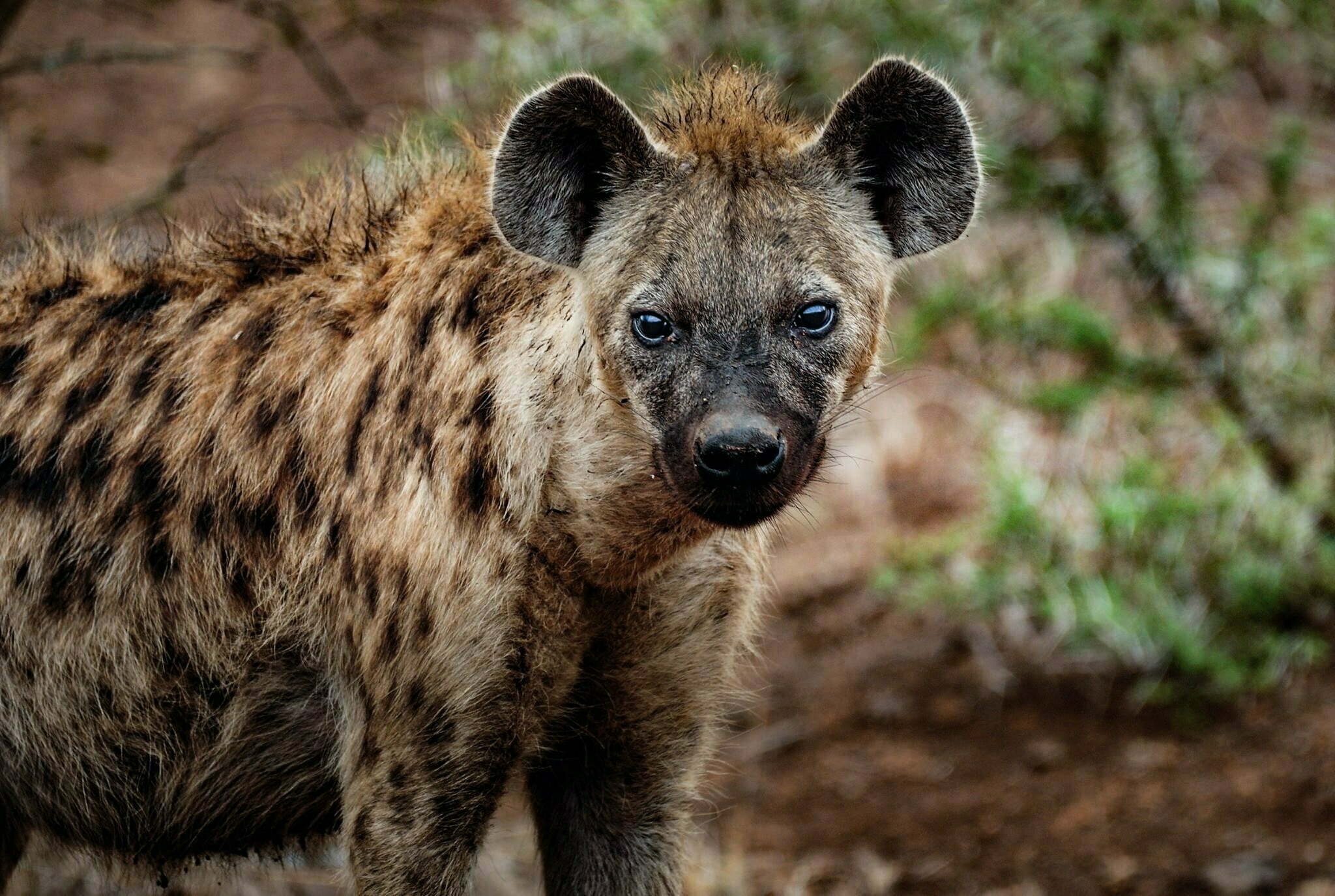 pexels frans van heerden 674053 ‘More sightings sign of rise in striped hyena population’