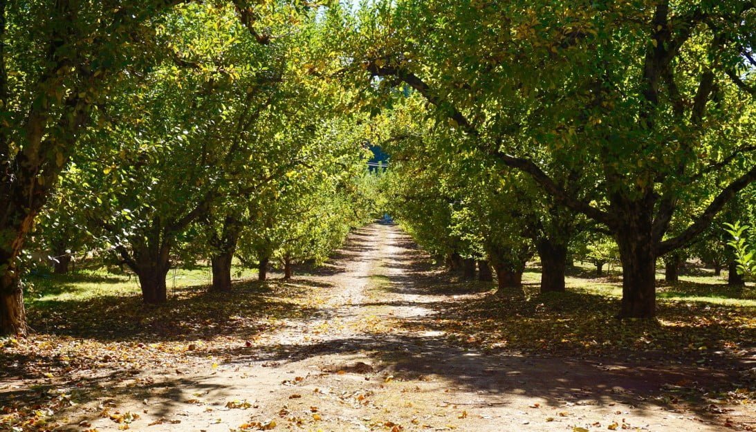 view down a dirt road in an apple ‘It’s like a place of healing’: the growth of America’s food forests